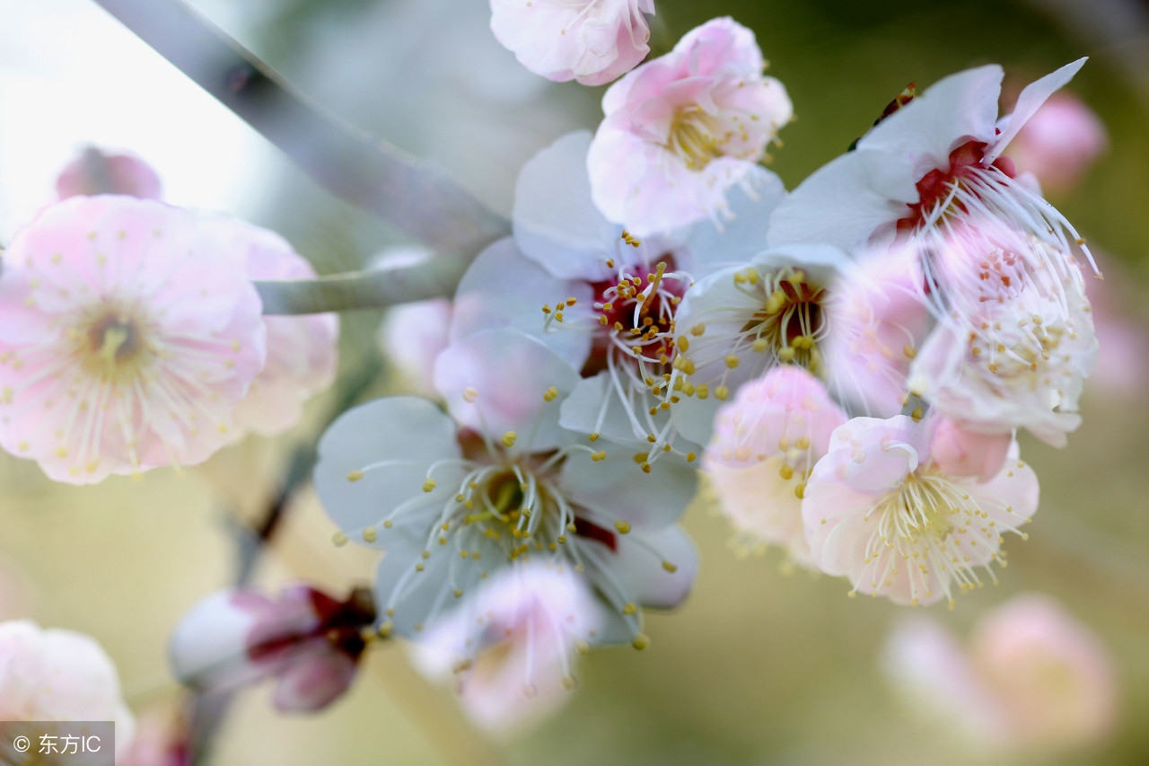 花花草草都有什么作用能治什么病,花花草草当凉茶