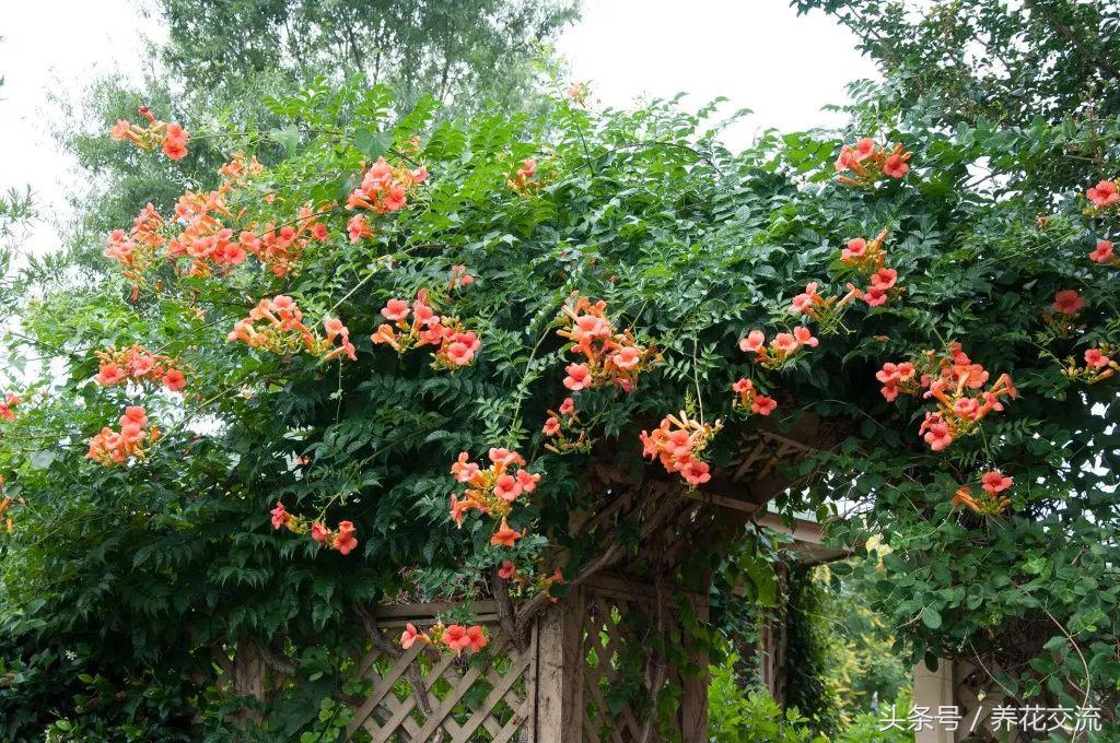 今年栽的爬藤月季,阳台种上这8种爬藤植物