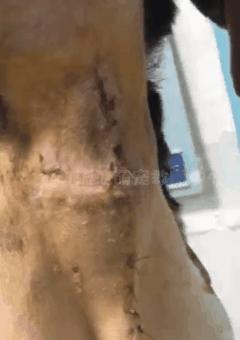 比格犬受害者拆家,比格犬丢失新主人要善待它