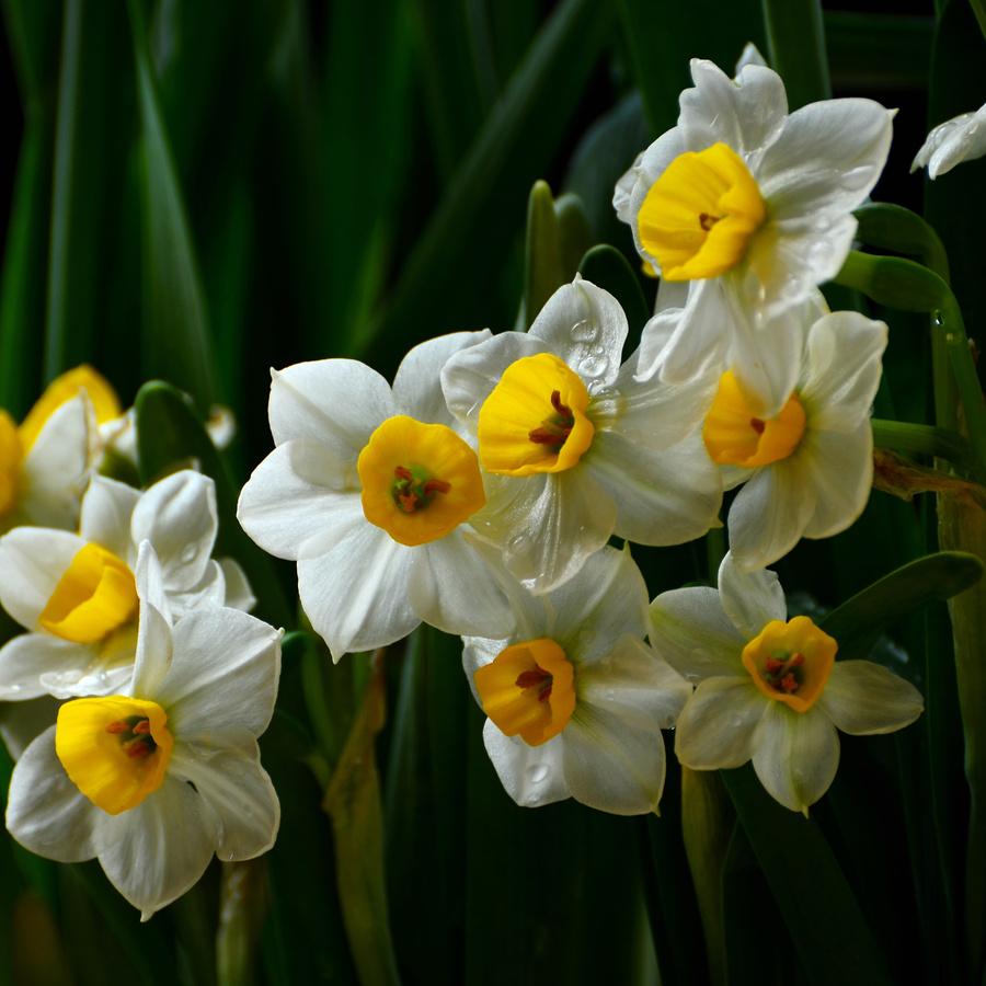 水仙花怎么养视频,水仙花怎么养图解视频