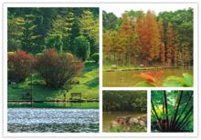 罗湖仙湖植物园,仙湖植物园植物区