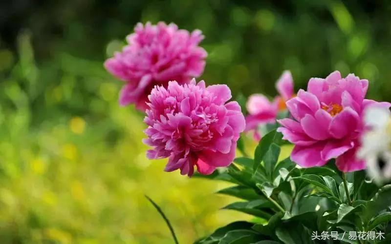 牡丹盆栽品种挑选,巴茨拉牡丹品种介绍