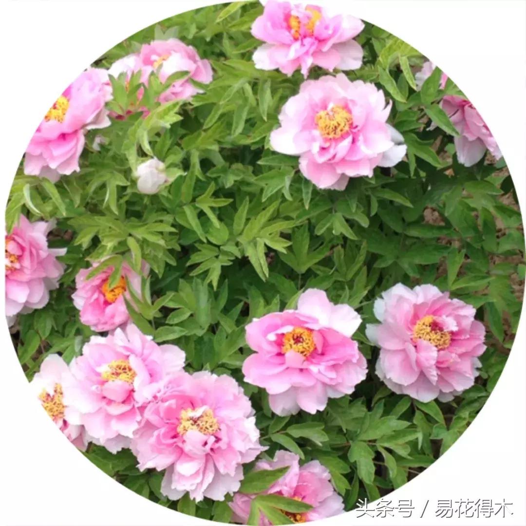 牡丹盆栽品种挑选,巴茨拉牡丹品种介绍