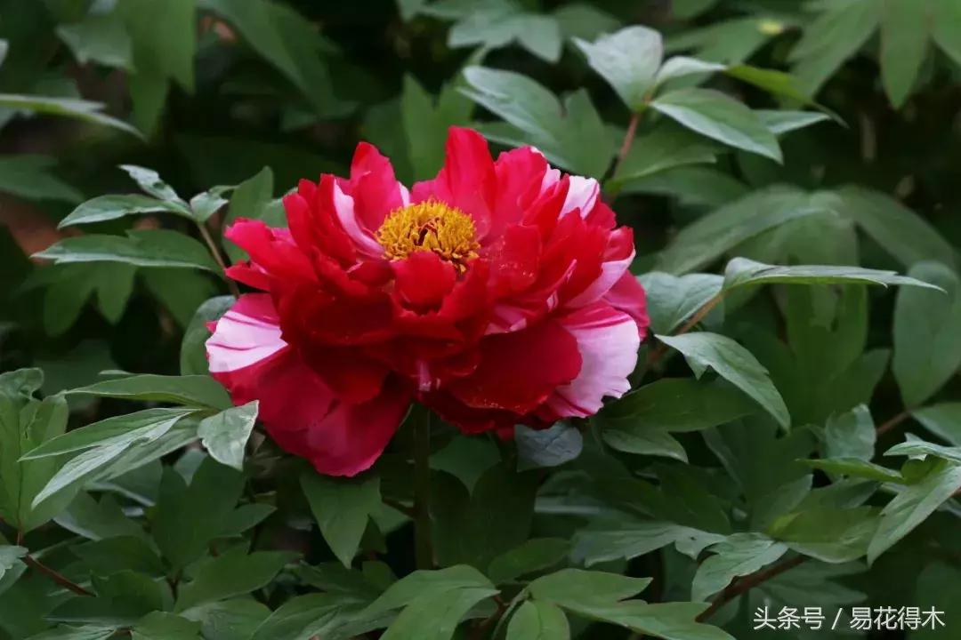 牡丹盆栽品种挑选,巴茨拉牡丹品种介绍