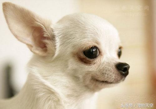 狗狗老是打嗝和干呕嘴巴还臭,狗狗总是打嗝是不是翻肠了