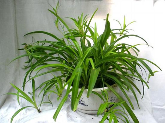 甲醛最怕哪三个克星,甲醛最怕的是这3个死对头