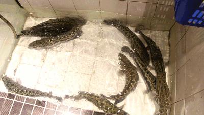 2058花乌鱼？新乡人再不补充胶原蛋白就要加入脱发大军啦！