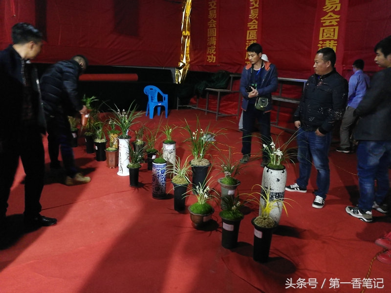 2018年昆明兰花展精品图片,云南兰花展作品欣赏