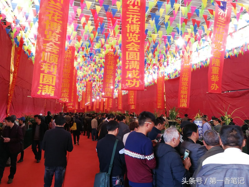 2020年云南兰花展获奖图片,2018年昆明兰花展精品图片