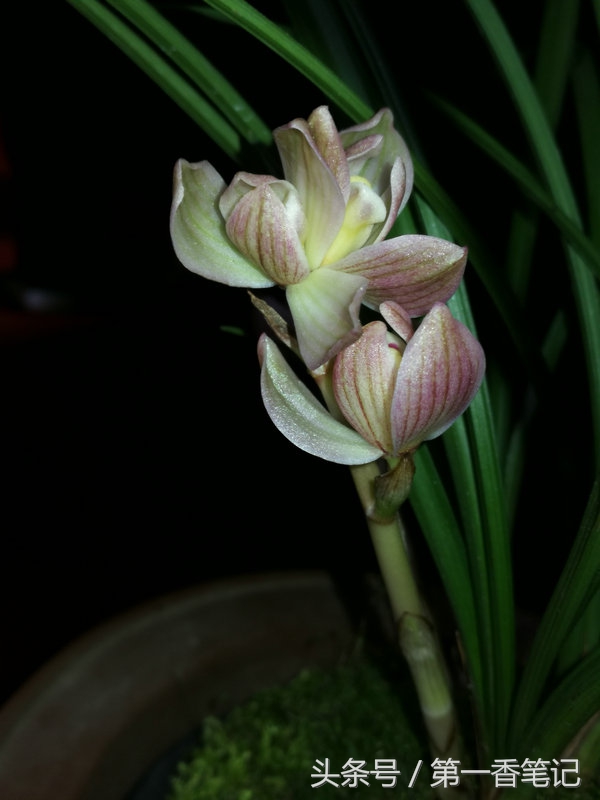 2018年昆明兰花展精品图片,云南兰花展作品欣赏