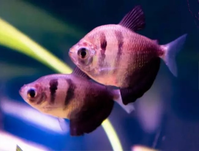 五彩缤纷绚丽多彩的观赏鱼,多彩缤纷的热带鱼图片