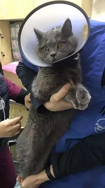 菊花宝典特性,菊花宝典又名桃花宝典