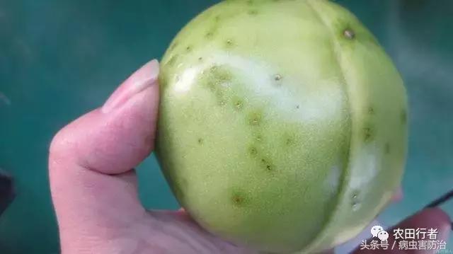 西红柿溃疡病这样防治，再得病别怨没和你说！