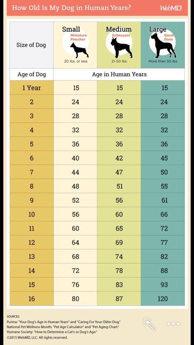 狗生殖生理解剖结构,狗的生理常识