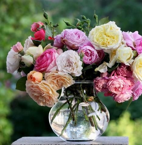 如何养花店买的玫瑰花,如何能养出和花店一样的玫瑰花