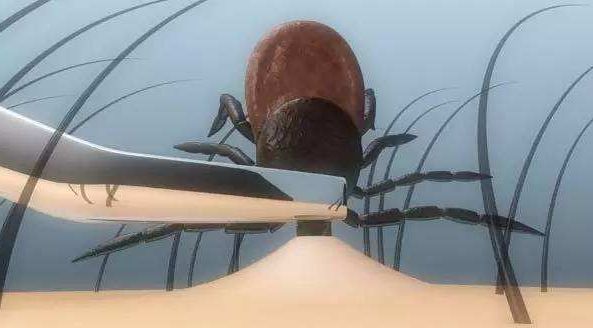 狗狗身上有虱子并有疙瘩怎么处理,狗狗身上有虱子的治疗方法