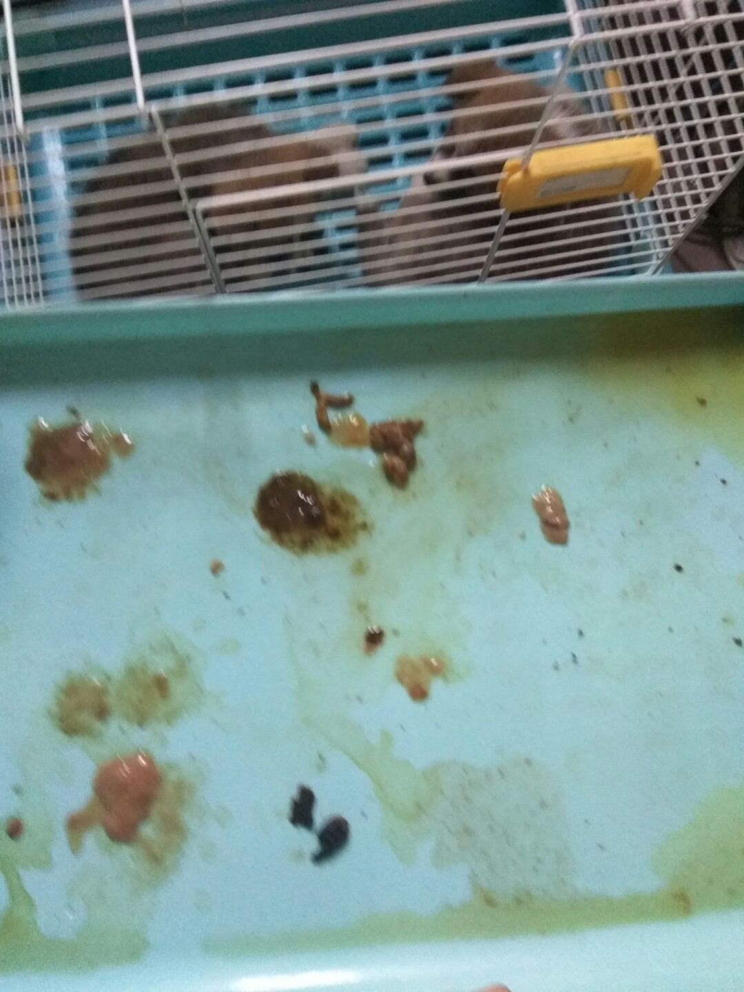 犬细小病毒治疗简单方法,犬细小病毒治疗后期康复