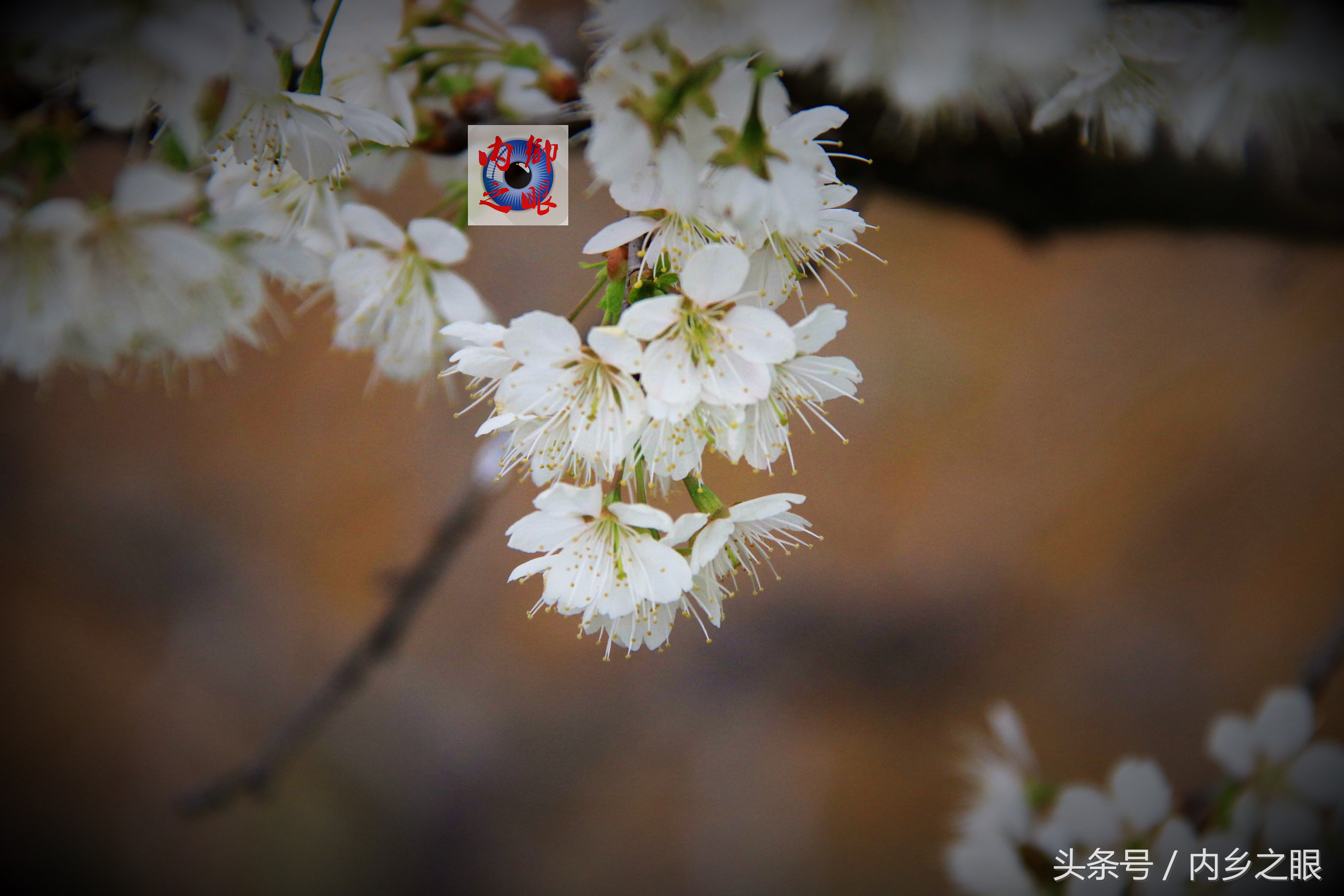 鍒版ū妗冩矡閲屾憳妯辨,鍐呬埂妯辨娌熸ū妗冪啛浜嗗悧