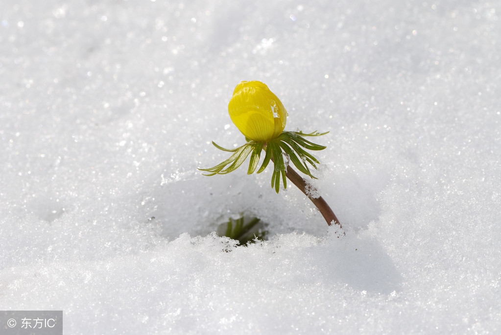抖音雪中花,雪中花简谱