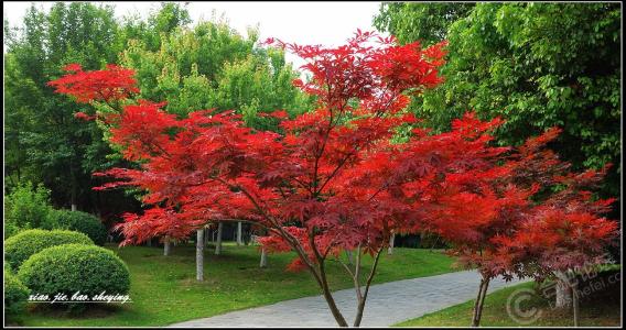 雅克拉康,雅克拉康有什么作品