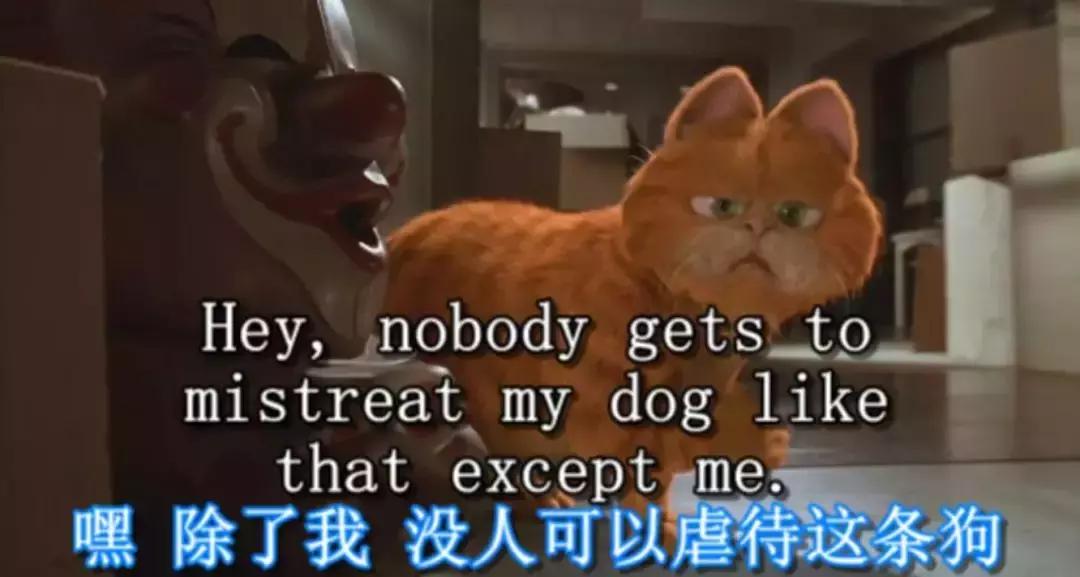 感觉自己养了一只猫是假猫 (你会觉得自己养了一只假猫吗)