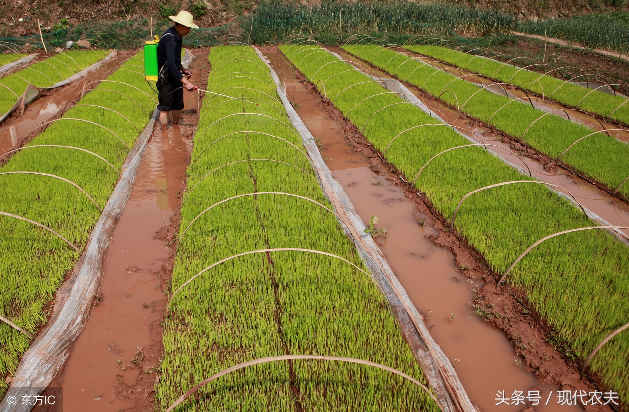 水稻机插秧育苗管理的全过程视频,无土水稻育苗技术视频