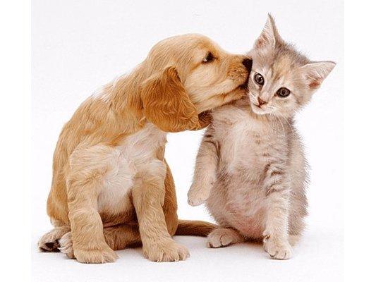 宠物种马尾的病因与治疗