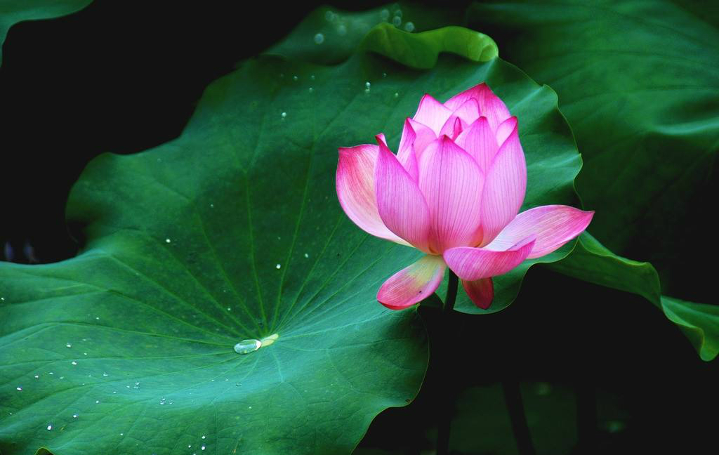 海燕｜一花一世界，一叶一菩提