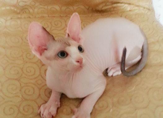 加拿大斯芬克斯无毛猫拿斧头,斯芬克斯猫被人们称为短脚猫