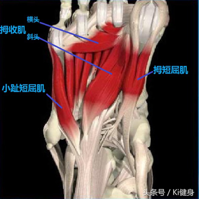足部运动学解剖，总是莫名其妙疼？（下篇）开脑洞