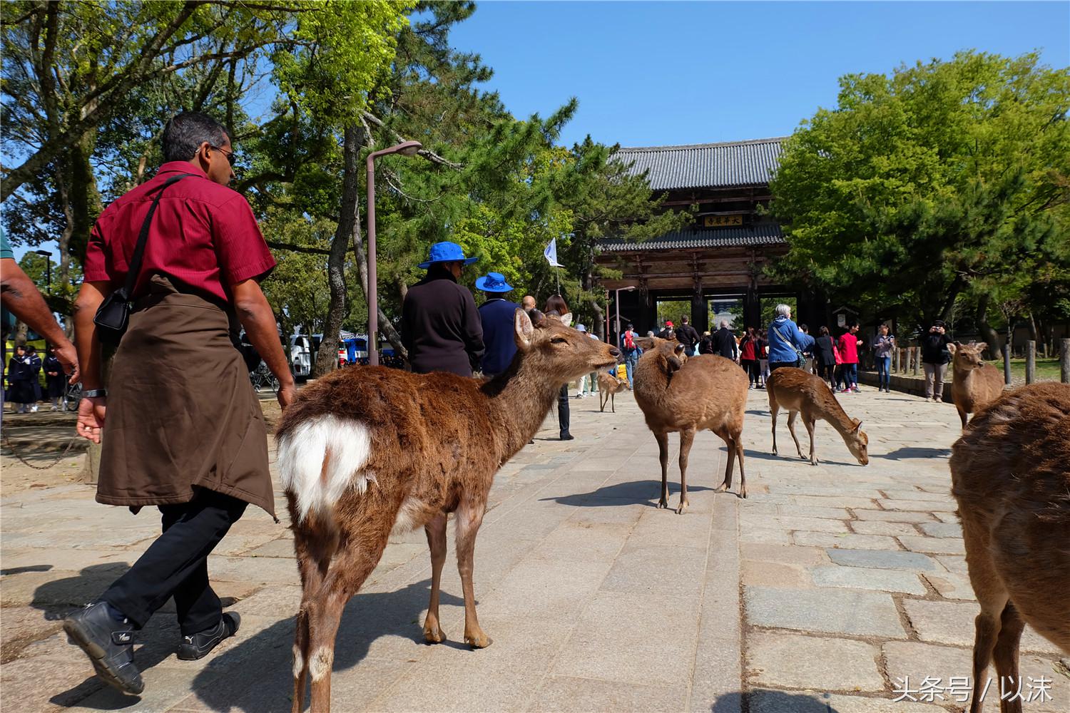 奈良喂小鹿完整版,日本奈良小鹿喂食