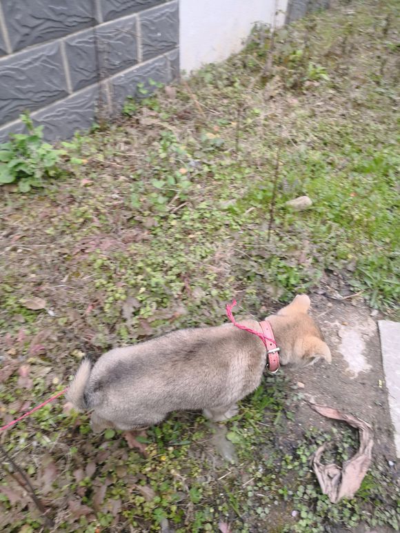 一宠主不远万里从广西淘来的土狗,虽然价格昂贵,但网友都说值了