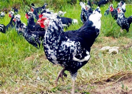 贵妃鸡的养殖前景和需求如何,散养贵妃鸡多少钱一斤