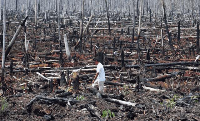 植树节了解树木种类,植树节吃什么蔬菜水果