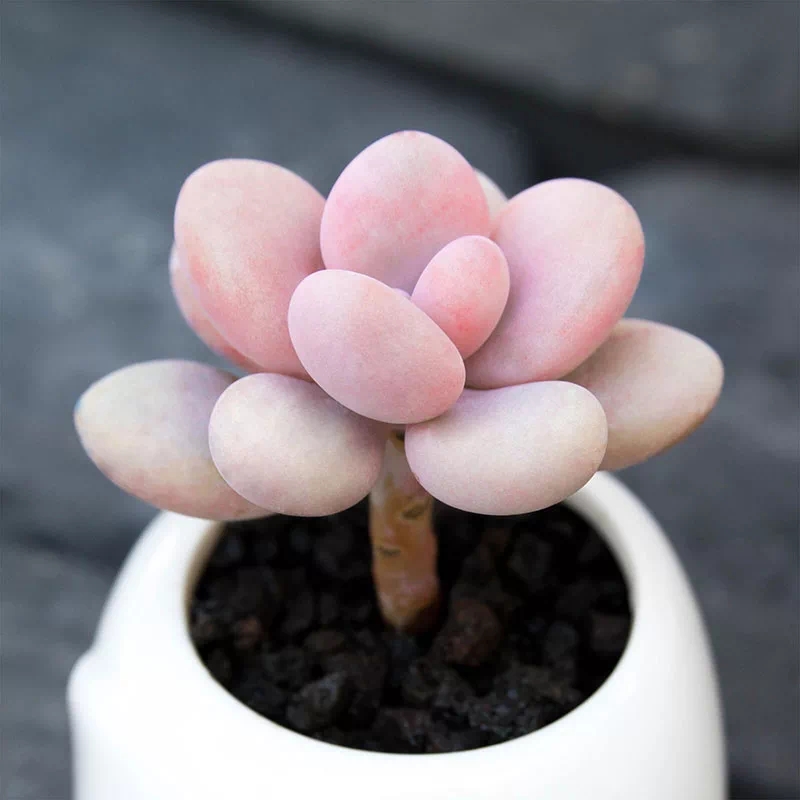 桃蛋的种植方法和养护方法是什么,桃蛋怎么种才能爆新芽