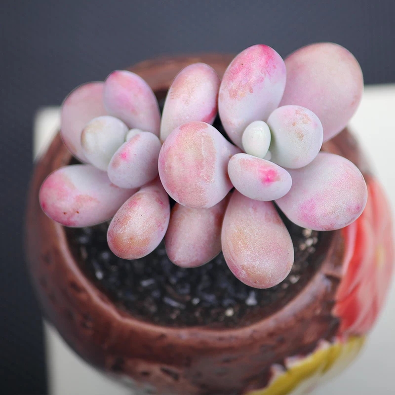 桃蛋的种植方法和养护方法是什么,桃蛋怎么种才能爆新芽