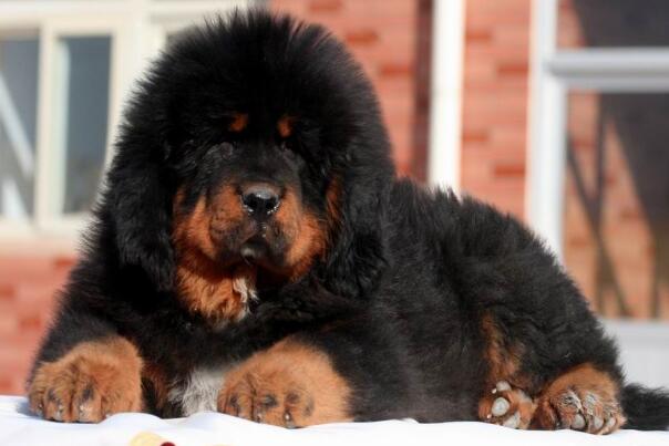 中国藏獒十大獒王,中国藏獒十大獒王排名