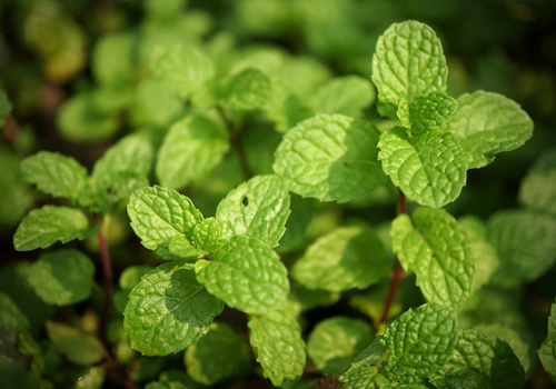 有几种维生素对眼睛好,吃什么维生素可以保护眼睛