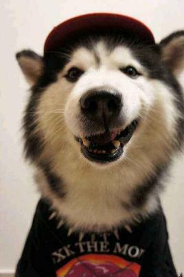 农民工500卖哈士奇,却没人敢买,路人教他喊“不拆不要钱”