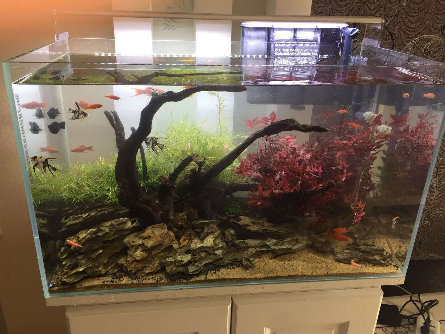 养鱼硝化细菌的使用方法,养鱼不用硝化细菌过滤桶