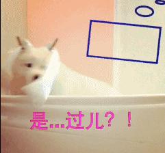 家里的萌宠,家里的萌宠长大后会变成什么样子