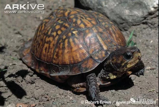 三趾箱龟的繁育方法,纯种三趾箱龟
