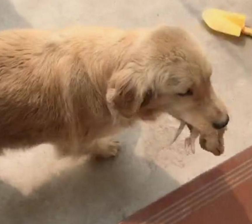 刚出生狗妈妈死掉了怎么办,刚出生几天的小狗狗哭了