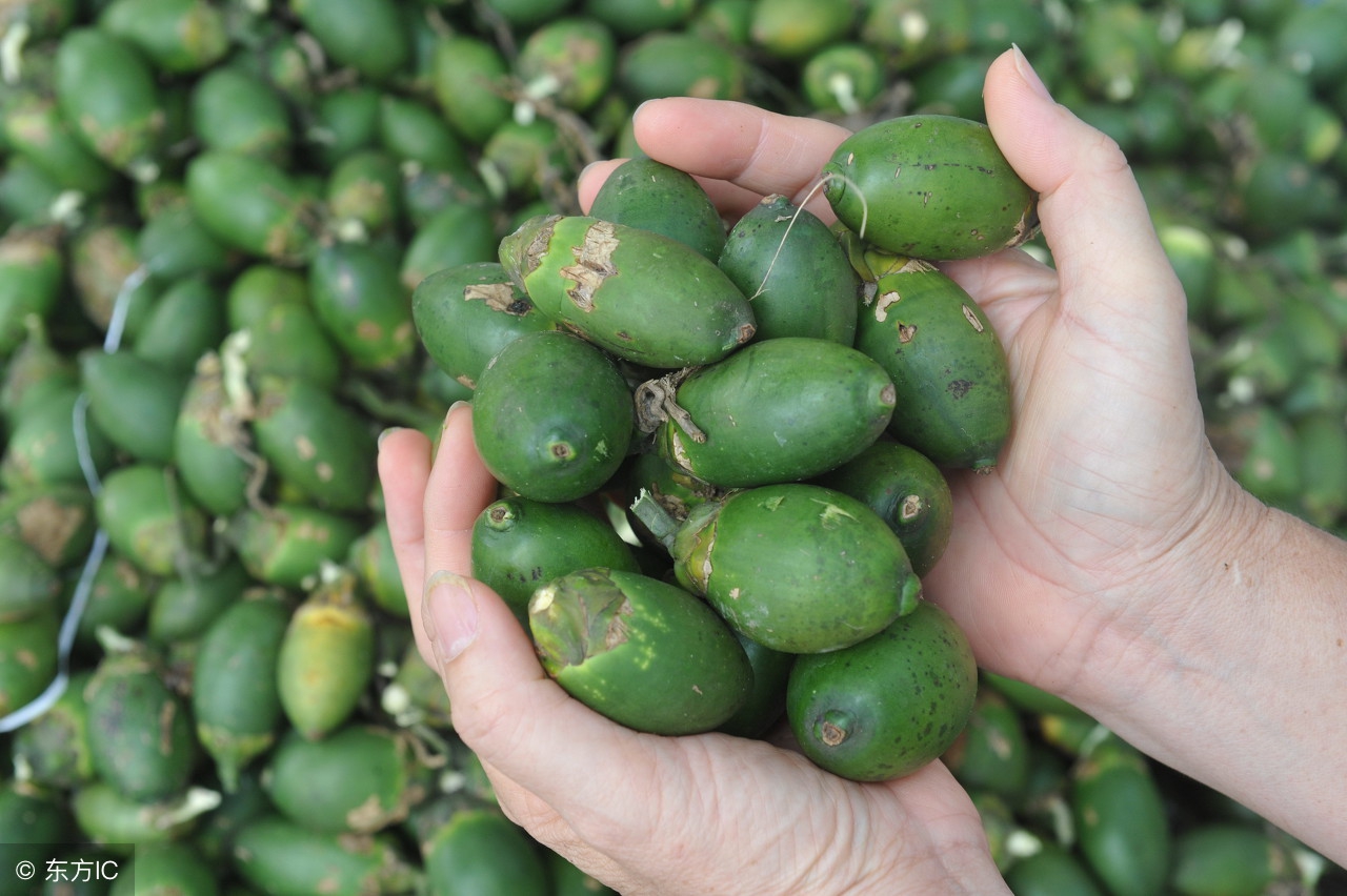 槟榔为什么不能多吃,槟榔是把双刃剑