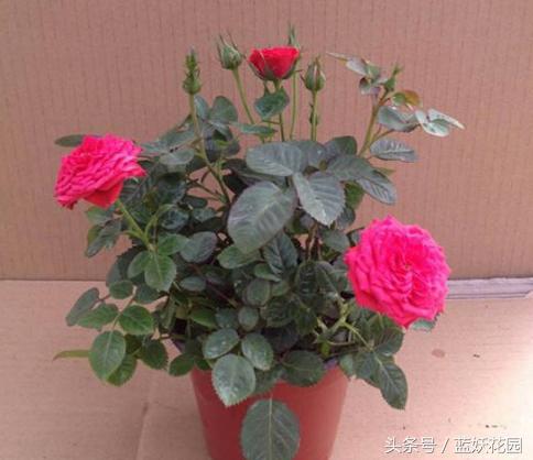 月季不能浇什么水,月季施肥不当怎么处理