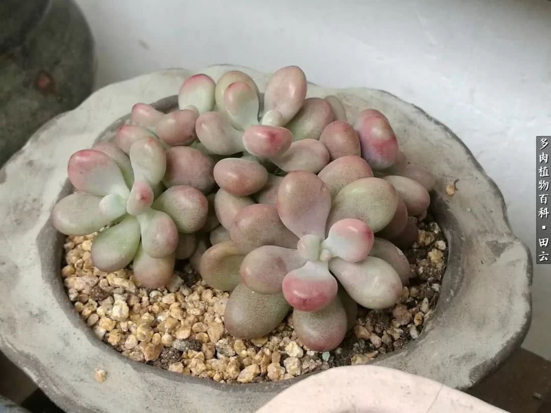 养多肉的精致生活,养多肉的乐趣在于没事瞎折腾
