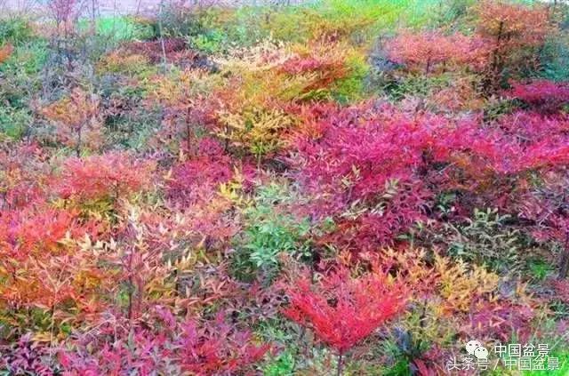 南天竹盆景鉴赏,南天竹盆景能放室内吗