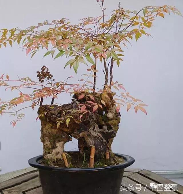 南天竹盆景鉴赏,南天竹盆景能放室内吗