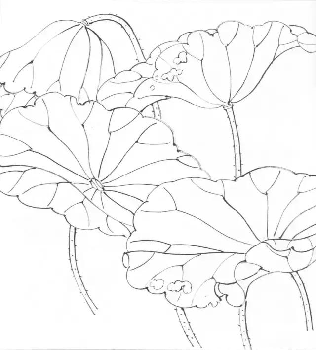学画荷花和荷叶,荷花怎么画儿童简笔画