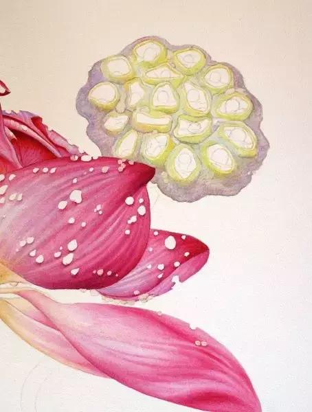 学画荷花和荷叶,荷花怎么画儿童简笔画